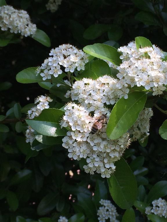 ורונה Agriturismo Altobello מראה חיצוני תמונה